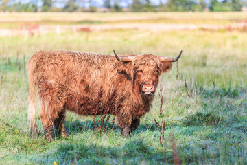 Scottish Highland cow in natural Drents meadow landscape in River Valley along Rolderdiep in close up grazing of natural herbs.