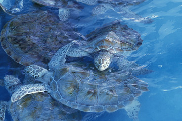 MEXICO YUCATAN CANCUN WATERTURTLE