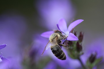 Biene in Bl&uuml;te