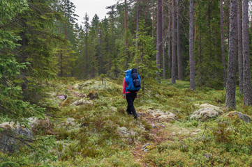 Fototapeta na wymiar Hikers walking along track in forest