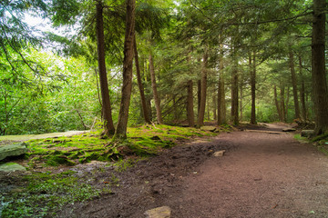 Fototapeta na wymiar A Walking Path Through An Ancient Old Growth Forest In Pennsylvania