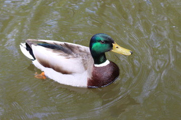 Ente