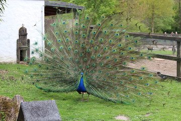 Pfau schl&auml;gt RAD
