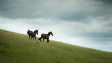 Fototapeta na wymiar Two Wild Kaimanawa horses running in the mountain ranges, Central Plateau, New Zealand