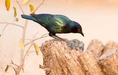 Cape Glossy Starling (Lamprotornis nitens)