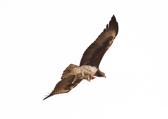 Steppe eagle flying with it's favourite meal, ground squirrel