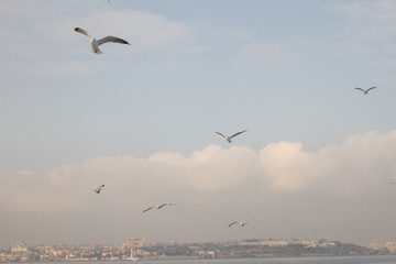 Seagulls in the blue sky