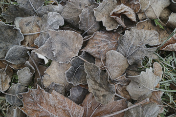 leaves covered with hoarfrost