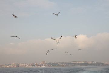 Naklejka na ściany i meble Seagulls in the blue sky