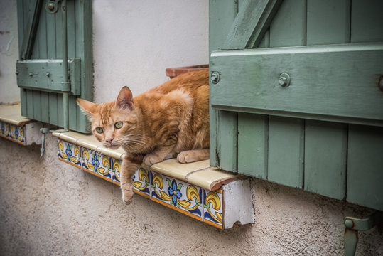 Chat &agrave; la fen&ecirc;tre du village