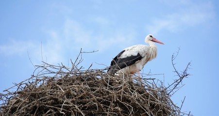 Storch