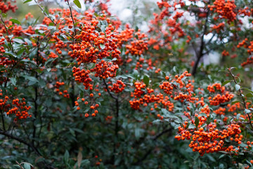 red berries of pyracantha coccinea in summer