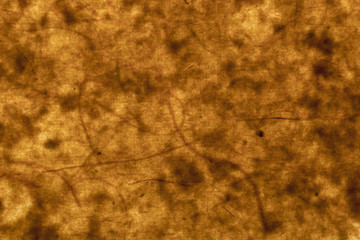 Backlit Paper Background, Backdrop