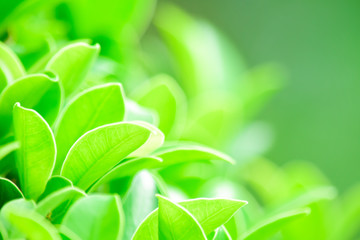 Closeup nature green leaf blurred and natural plants branch in garden at summer under sunlight concept design wallpaper view background with copy space add text.
