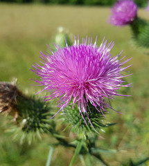 Kratzdistel, Bluete, Cirsium, vulgare