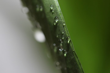 water drops on a leaf of Peace lily 