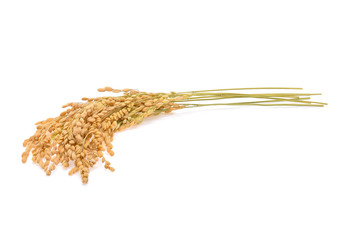 Japanese rice ears on white background