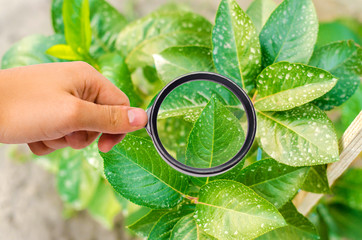 research of plants / bushes on pesticides and chemicals. treating plants from harmful insects,...