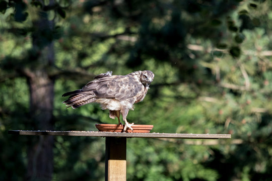 M&auml;usebussard an einem Fre&szlig;platz gelandet