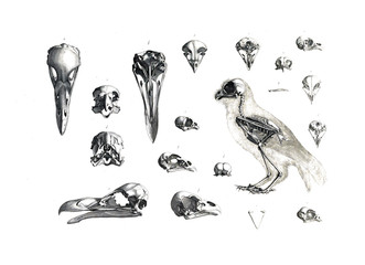 The skeleton of the animal