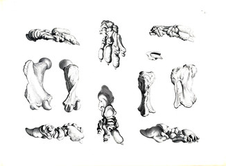 The skeleton of the animal