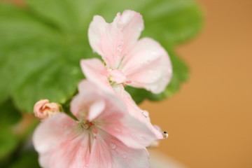 pelargonium up close with droplets