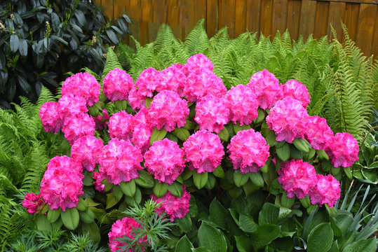 Rhododendronbluete