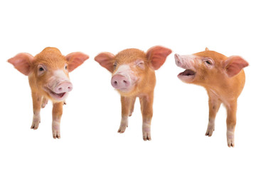 three piglets isolated