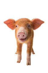 Yellow pig