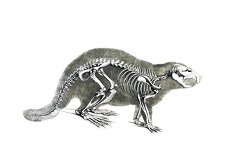 The skeleton of the animal