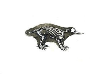 The skeleton of the animal