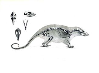 The skeleton of the animal