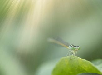 Beautiful small Damselfly (dragonfly)