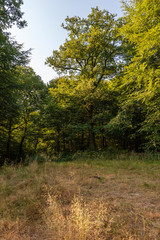 Fototapeta na wymiar Beau chêne le matin, sur une terrasse de la forêt d'Ardenne, France