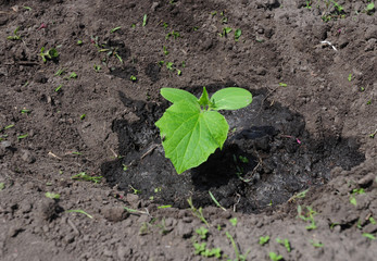 Planting, growing, watering cucumber plant in the garden