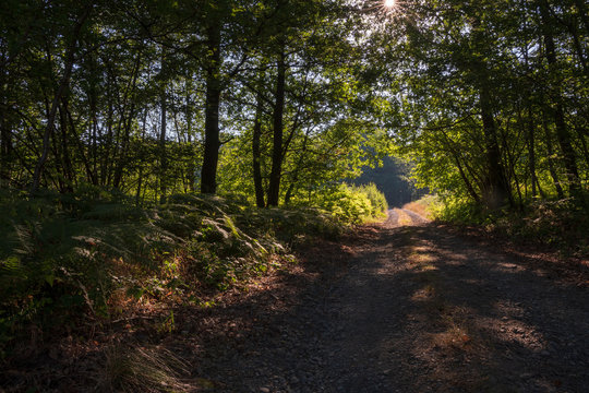 Chemin forestier dans la forêt des Ardennes françaises