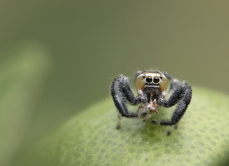 Thyene imperialis or jumping spider on green leaf