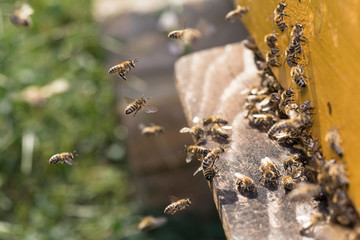 Swarm of bees at beehive entrance.