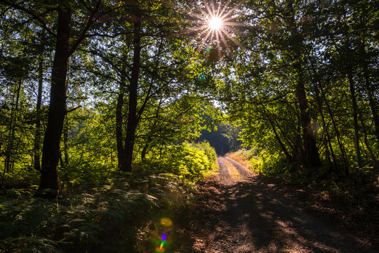 Chemin forestier dans la forêt des Ardennes françaises