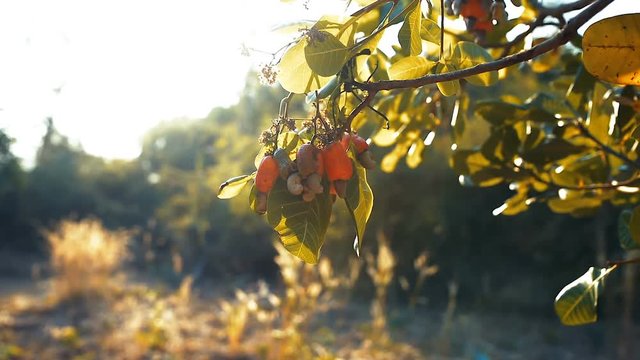 Ripe cashew nut hanging on the branch in the glory of the sun and waving in the wind. Banlung province, Cambodia. 