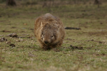 Wild native marsupial wombat eating green grass on a farm in rural New South Wales near Nundle, Hanging Rock