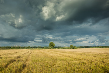 Fototapeta na wymiar Stubble in the field and dark storm clouds in the sky