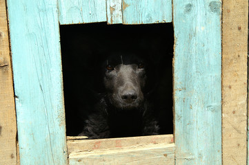 The dog is in the booth.