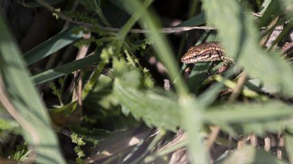 Lézard des murailles