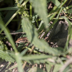 Lézard des murailles
