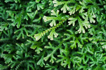 Spike Moss and light for background.
