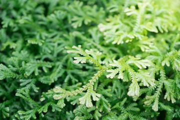 Spike Moss and light for background.