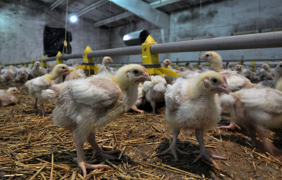 Farm for growing broiler chickens