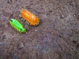 Coloured Insects