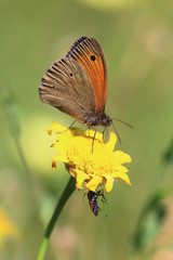 Kleiner Heufalter (Coenonympha pamphilus) auf gelber Blüte